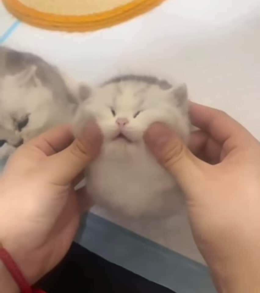 Posts Of Cats tweet media