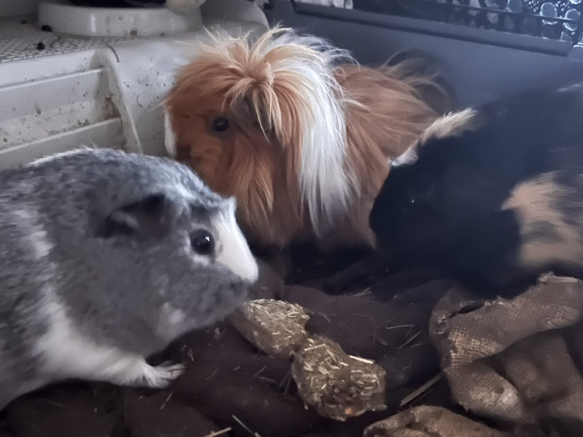 We even shared some with our guinea pig friends #24bss