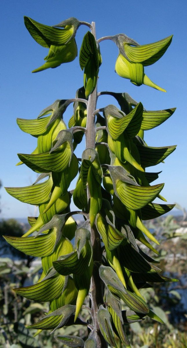 Untamedpath's tweet photo. "A regal birdflower (Crotalaria cunninghamii) stands tall against a clear blue sky." #birdflower #nature #flora #australia https://t.co/aRcBZHMHDZ