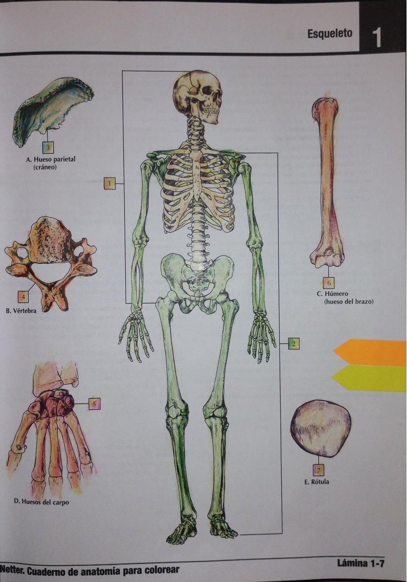 PeterElectrons's tweet photo. Anatomía de Netter para Colorear Lámina 1-7
#anatomia #medicine #netter #aesthetics #art https://t.co/UPx2ZuJFIY