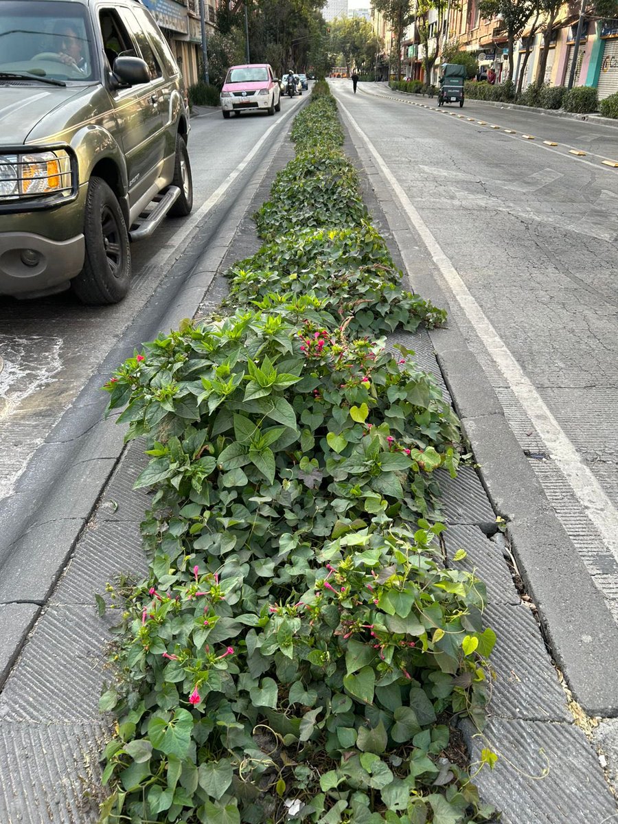 baldio_'s tweet photo. Llenamos los camellones con plantas exóticas, cuando hemos de voltear a ver a aquellas plantas nativas que crecen a nuestro alrededor. En plena temporada de sequía y con mínimo mantenimiento, ellas sobreviven.
Mirabilis jalapa y Ipomoea purpurea en el centro de la CDMX https://t.co/0Nqoyu5xTJ