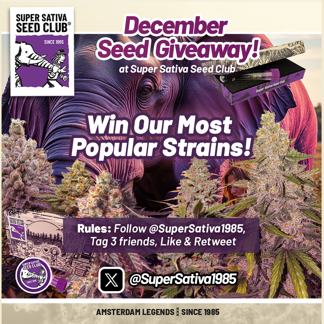 SuperSativa1985's tweet photo. 🚨#Giveaway We're back with another giveaway! Win some amazing #cannabis seeds, we will choose 3 winners! It's Easy, here's the Rules:  
✅Follow our X @SuperSativa1985
✅Tag 3 friends  
✅Like  &amp; Retweet this post   
Good luck! We will choose winners next week🍀

@DutchPassion_ https://t.co/ePAGX9wIZZ
