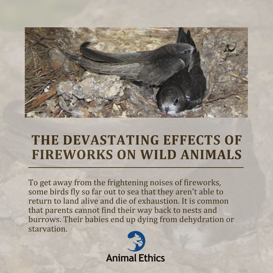 animalethics's tweet photo. Why should we reject the use of fireworks and firecrakers? Are there any alternatives to the use of fireworks? Read our article about the ways in which they harm both domesticated and wild animals -->
https://t.co/pltmLydOu8
#stopfireworks #animalethics #antispeciesism https://t.co/bGbpUKybMv