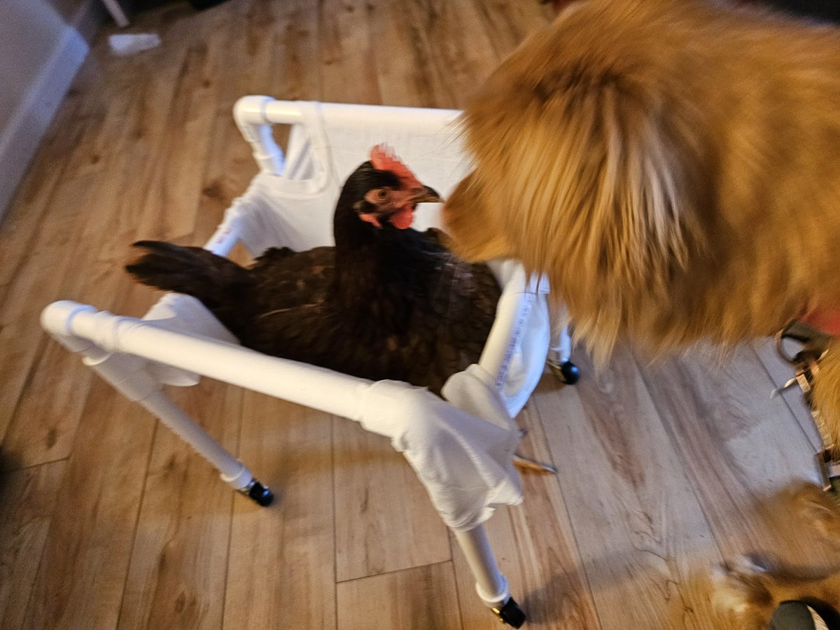 Merry Christmas from Leia (the dog) and Precious (the chicken) hope everyone had a great holiday