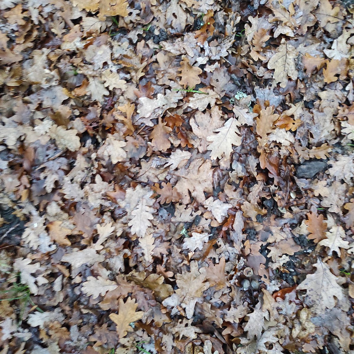 Ancré,
comme une montagne ;
la tête dans les étoiles.

#EverydayArt2024 day 347