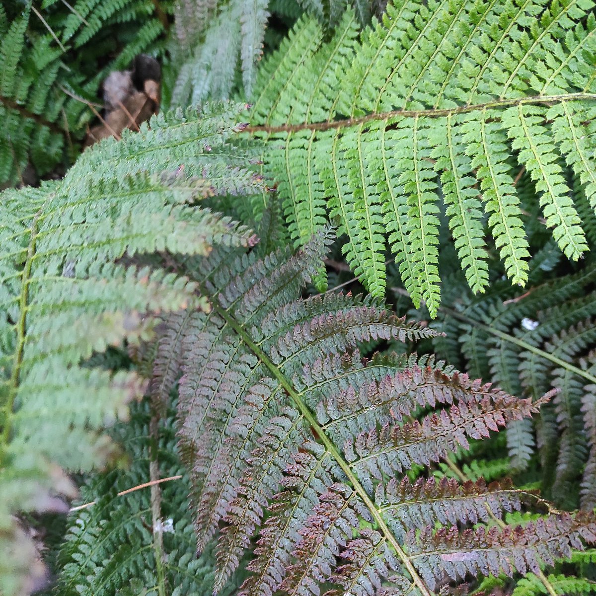 Comme un paratonnerre
pour les émotions
des autres.

#EverydayArt2024 day 348