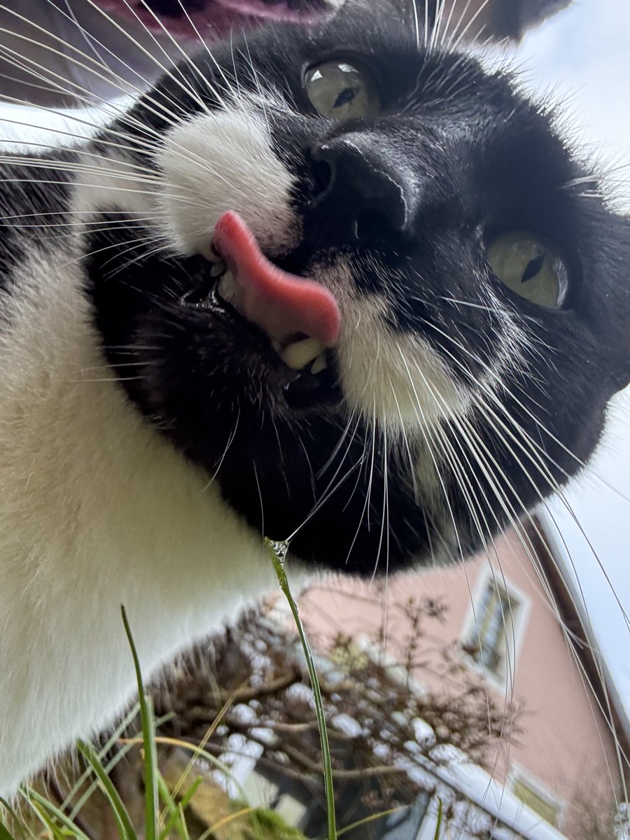 marcantoinecat's tweet photo. if u saw some drool coming from my mouth to a strand of grass, no u didn’t https://t.co/VIqmyC0aOU