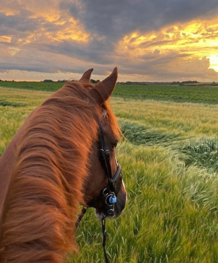 maoiscatz's tweet photo. Acho de uma extrema elegância, mulheres que praticam hipismo ou que são apaixonadas por cavalos e montaria. Parecem serem pessoais bacanas e muito legais, na minha visão. https://t.co/ioQOaSRVVR