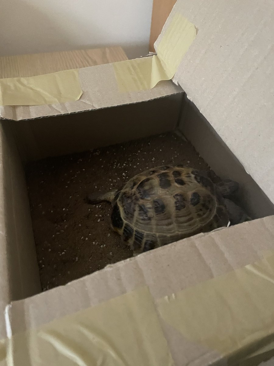 GruiformAbi's tweet image. It’s called Boxing Day because it’s the day to put your tortoise in a box (in the fridge) to hibernate