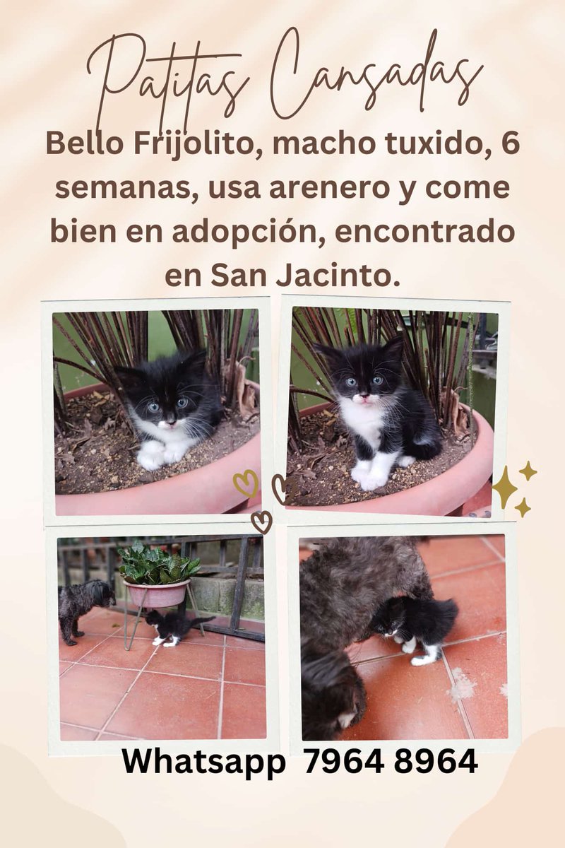 MayorgaPhoto's tweet photo. Ayúdenos a encontrar un hogar para Frijolito https://t.co/W2KcVHRrv1