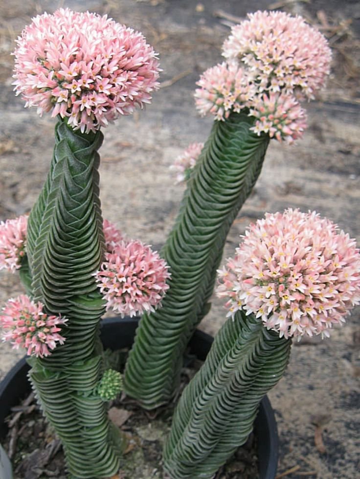 TheFlowerShow's tweet photo. Crassula Buddha's Temple, also known as Crassula perfoliata var. Falcata, is a striking succulent native to South Africa. 
Its unique fan-shaped leaves, which grow in a symmetrical, tiered formation, resemble a temple's steps, earning it the name "Buddha's Temple."
In the warmer months, it produces small, star-like white or pink flowers that attract pollinators.