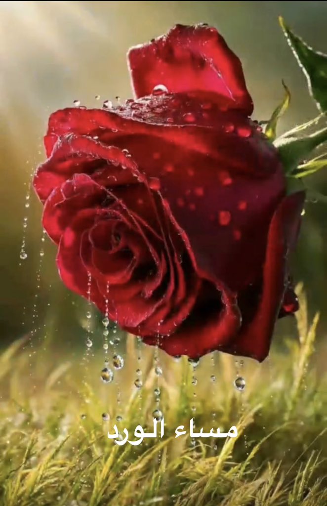 🇸🇦A (@aish08642) on Twitter photo 