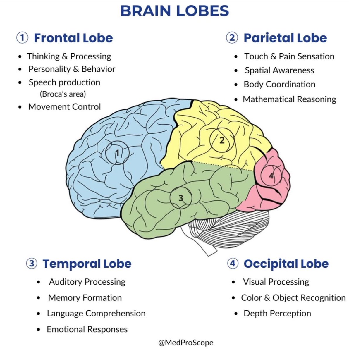 DrMedica_13's tweet image. Brain Lobes 🐸
🧣🧣🧣
#MedEd #MedX #Diagnosis