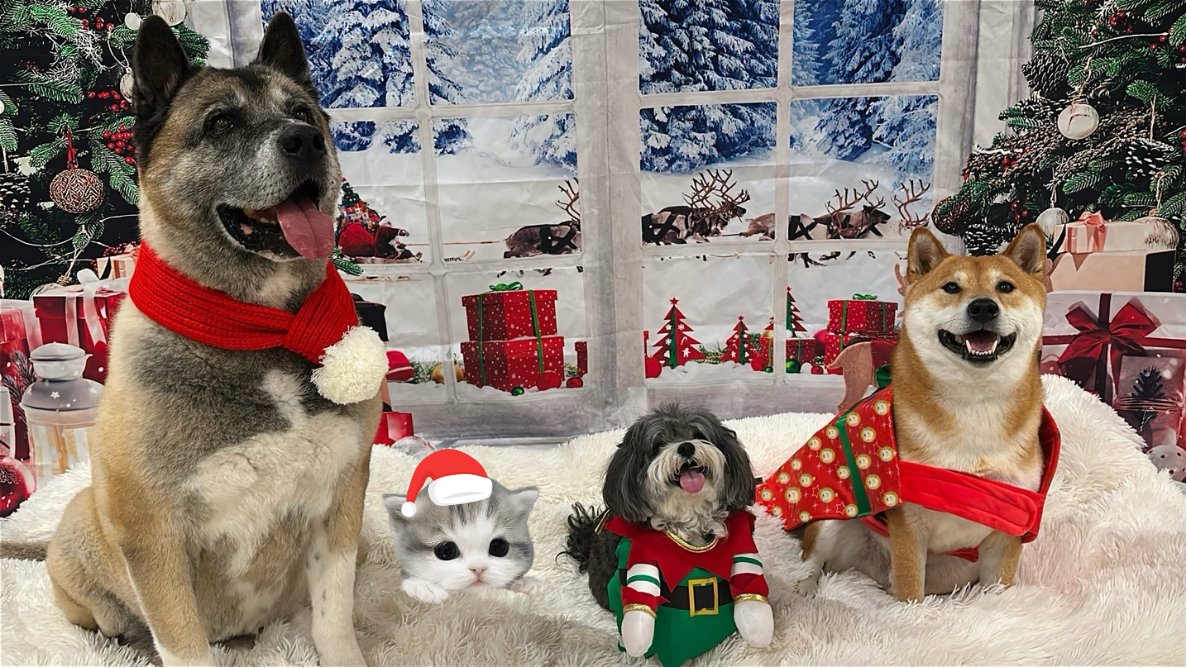 ฅ^>⩊<^ ฅ merry christmas <a href="/elonmusk/">Elon Musk</a>