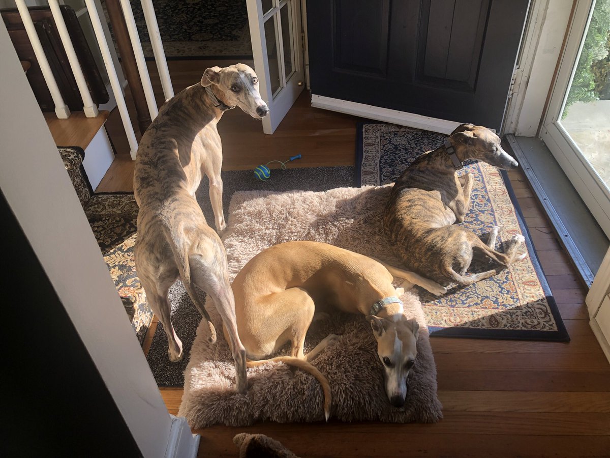 Hanging out with all the noodle dogs 🐶