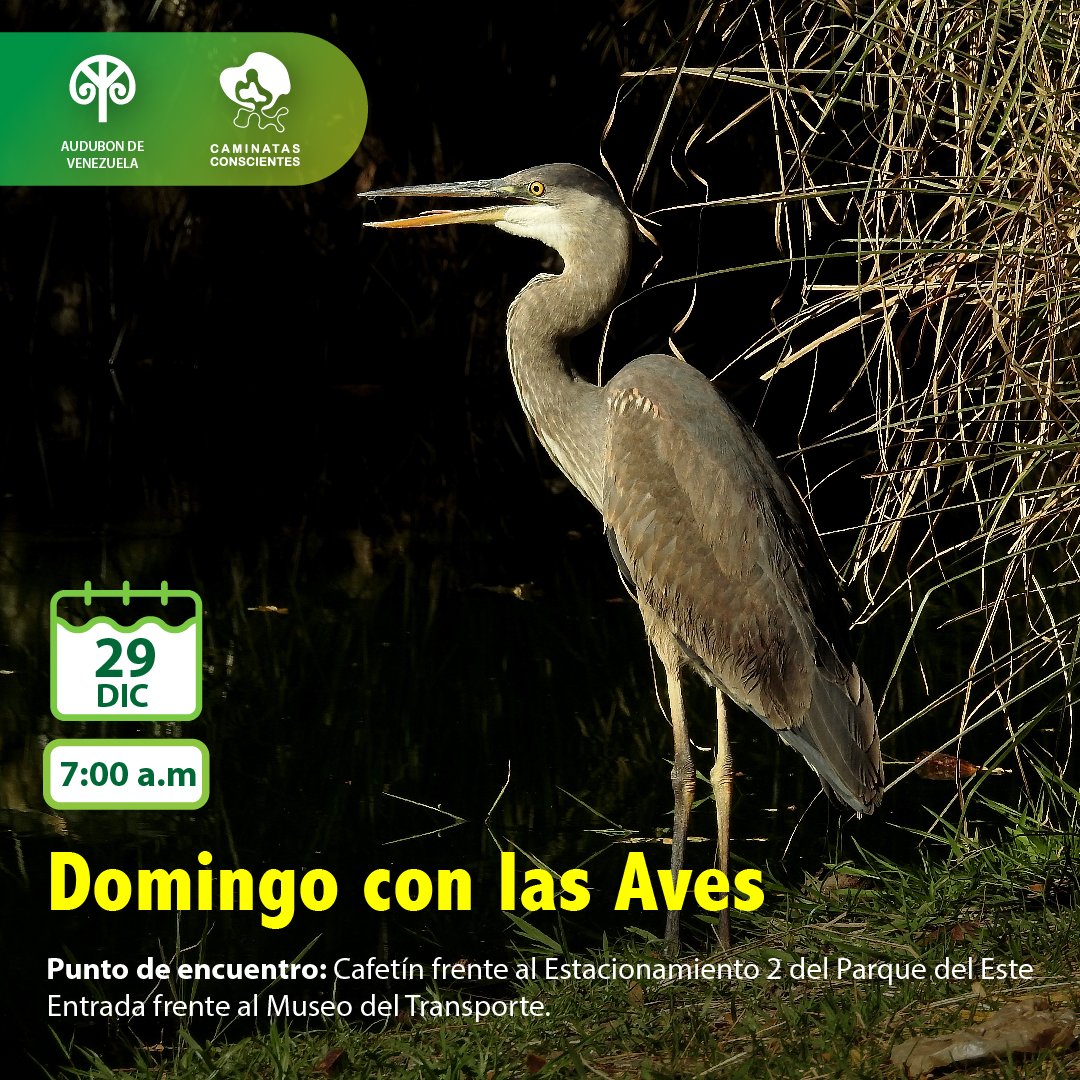 #Domingoconlasaves, el último fin de semana del año, este 29/12 estaremos en el #Parquedeleste para reconocer la avifauna silvestre de este parque urbano. Regístrate en forms.gle/c4FUq9unhupuJr…. Es una actividad sin costo. Ver más instagram.com/p/DEBUiyFudEp/…