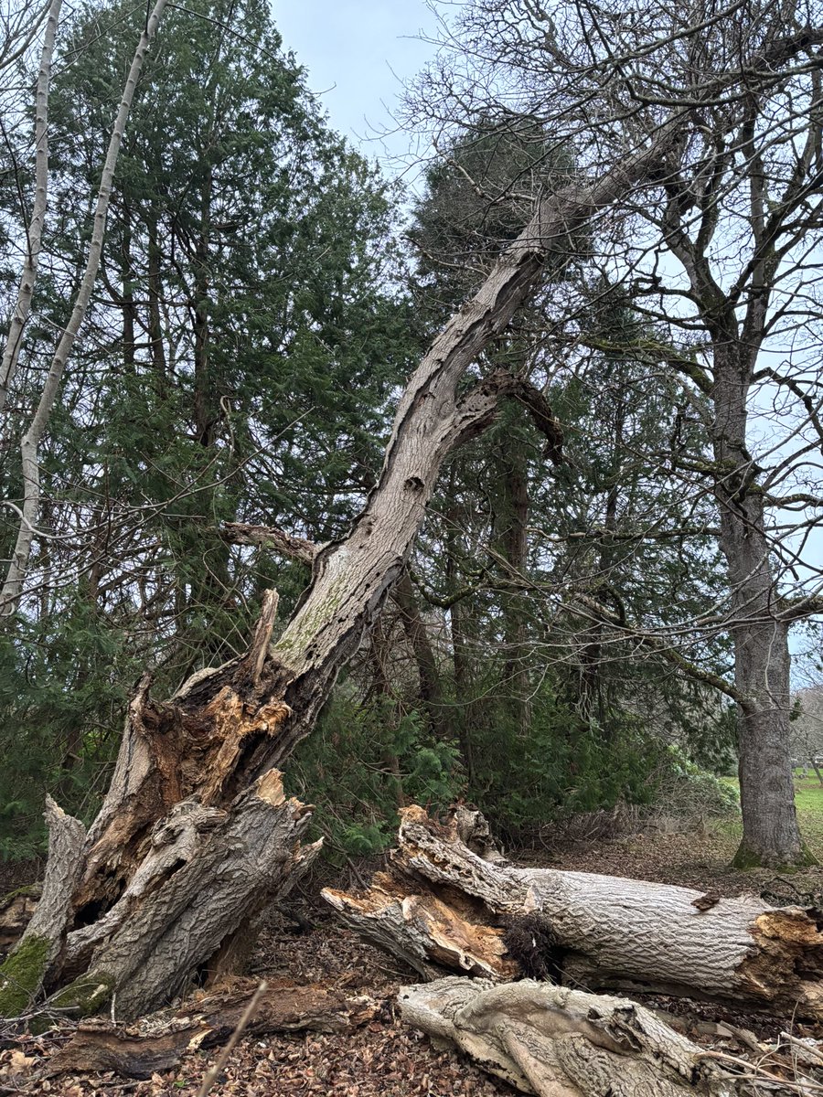 Will Anderson tweet media