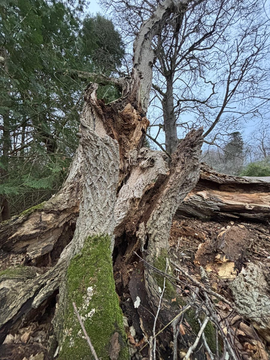 Will Anderson tweet media