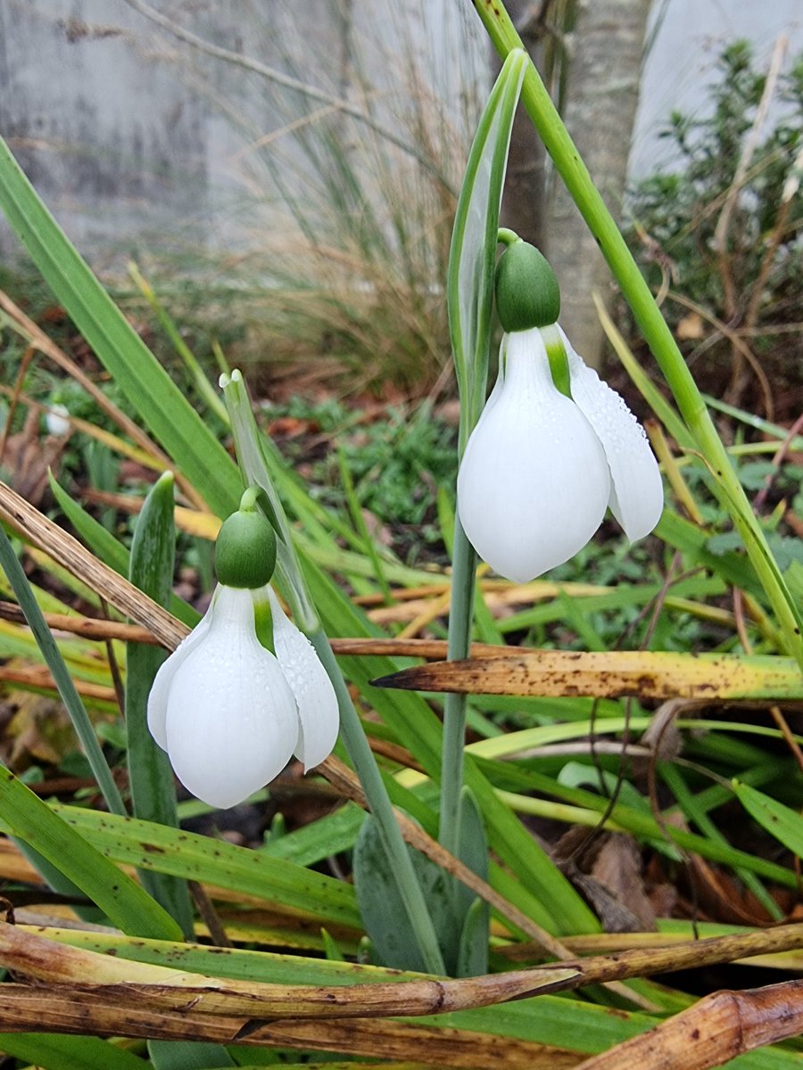 respecting nature tweet media