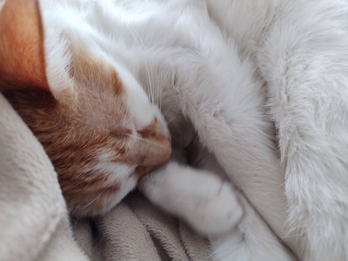 FartyCheddarCat's tweet photo. Eggzosted fwom catmiss
Fwom staying up late
Fwom waiting for santy
Wif tweats on a plate
I needs a long nappy
Sum cuddles for shur
So beside my mama
I snuggle and purr
#CheddarPoetry #MamaGotsHurtyHed #SheNeedsLotsWestTodayToo #MiteNotHartOrWeply #NappyDay https://t.co/u0gBN5LTAO