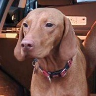 millypod1's tweet photo. HOME SAFE. THANKS FOR RT's😊🐕🐾
🆘24 DEC 2024 #Lost #ScanMe #Tagged
Russet Gold Hungarian Vizsla Female
#Farncombe area. Lost whilst walking in #Binscombe but last spotted near Broadwater Park Farncombe #Godalming #Surrey #GU7
https://t.co/O88P9Jdxxk https://t.co/6Ay6JB3wmD