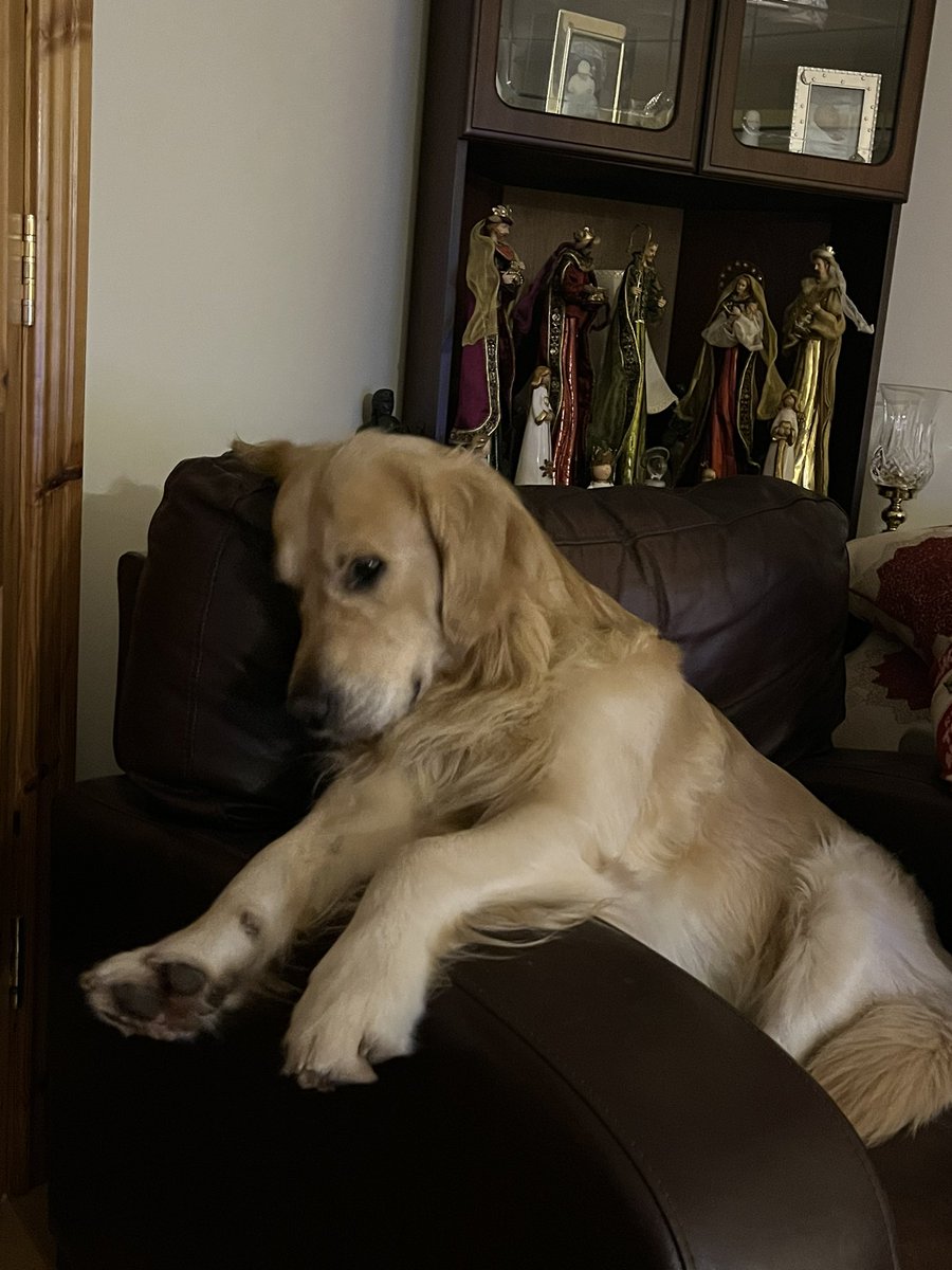 Role play is an art… meet the saddest dog that Santa Claus forgot