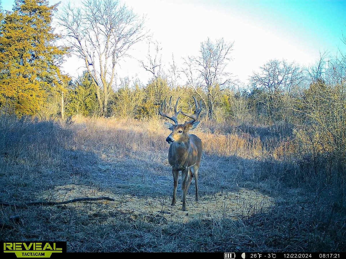 SundgrenRealty's tweet photo. 🚨 A HUNTER'S PARADISE 🚨
133+- acres in Woodson Co., KS w/ big bucks, turkeys, & morels 🌳🦌. Thick timber, stocked pond, & utilities ready for your dream cabin. 🏕️
📸 Game cam pics will blow you away
🔗 https://t.co/l3vnrkrVFw
DM for details! 👇
#LandForSale #KansasHunting https://t.co/wbpFeZrEk0