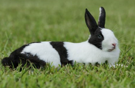 AgriHopper's tweet image. Did you know rabbits are happiest when surrounded by green pastures? 🐇🌱 Take a moment to breathe deeply, watch them hop joyfully, and feel the calmness they bring. Nature’s rhythm is the best therapy for a busy mind. #RelaxWithNature #RabbitJoy #GreenTherapy