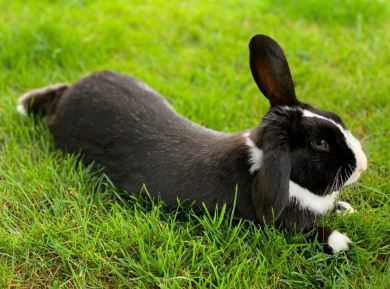 AgriHopper's tweet image. Did you know rabbits are happiest when surrounded by green pastures? 🐇🌱 Take a moment to breathe deeply, watch them hop joyfully, and feel the calmness they bring. Nature’s rhythm is the best therapy for a busy mind. #RelaxWithNature #RabbitJoy #GreenTherapy