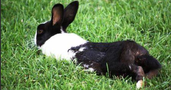 AgriHopper's tweet image. Did you know rabbits are happiest when surrounded by green pastures? 🐇🌱 Take a moment to breathe deeply, watch them hop joyfully, and feel the calmness they bring. Nature’s rhythm is the best therapy for a busy mind. #RelaxWithNature #RabbitJoy #GreenTherapy