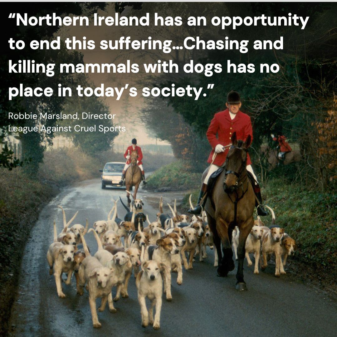 LeagueACS's tweet image. Northern Ireland is the last part of the UK where hunting mammals with dogs is still legal.
 
Polling shows that 70% of people across NI agree. Let’s make this the LAST Boxing Day of animal cruelty. 

More: leagueacs.co.uk/a1lkz

@USPCA_Official #TimeForChangeNI