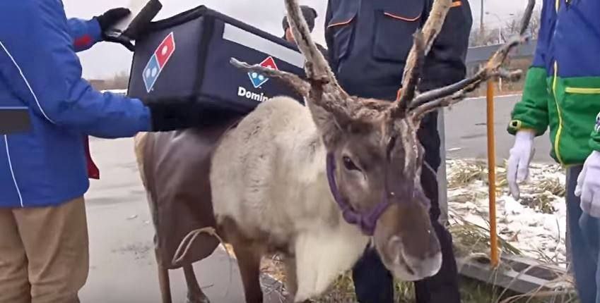 ZenithTheDeer's tweet image. Now that Christmas is over with, now the reindeer have to go back to their regular jobs again.