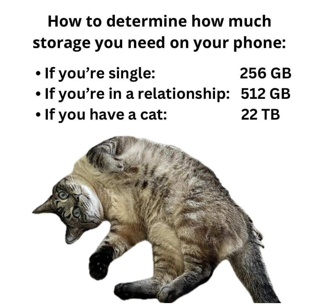 Every additional cat requires another 50TB. #catpeople #catlady #felinecompanion #phonestorage #catsofinstagram
