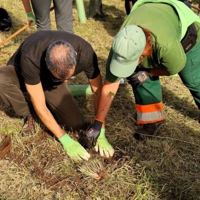 🌳Life Lungs has contributed to the preservation of the Monsanto Forest Park. At the end of last November, some species such as strawberry trees, pomegranate trees, laurel trees and almond trees, among others, were planted in the park. 
 <a href="/CamaraLisboa/">Lisboa</a> <a href="/LIFEprogramme/">LIFE Programme</a>