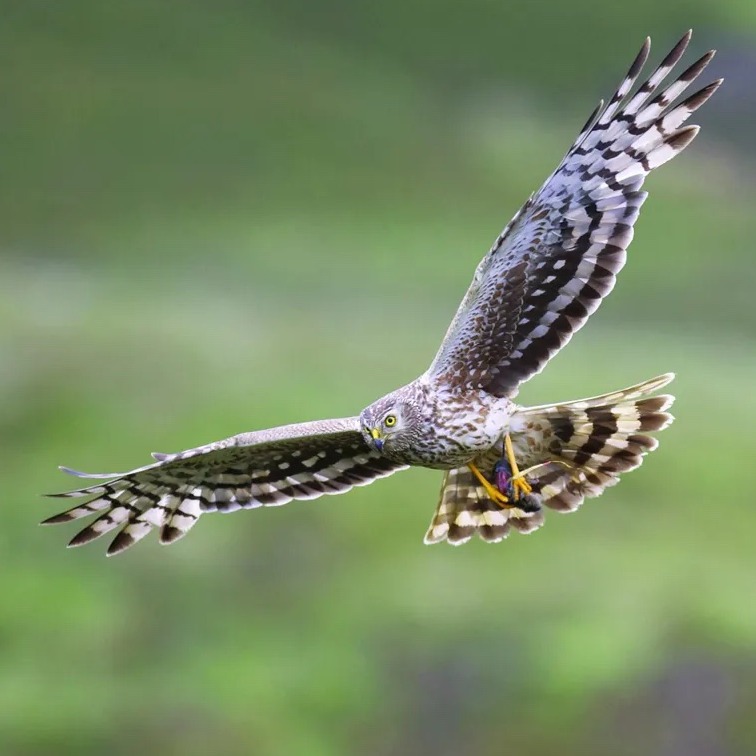 Global Conservation Solutions tweet media