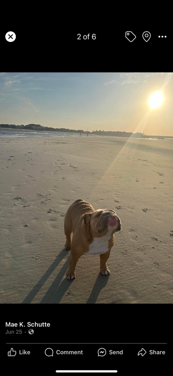 schutte_k's tweet photo. @BabydogJustice Merry Christmas from Sullivans Island, SC https://t.co/76GU1Y3RiN