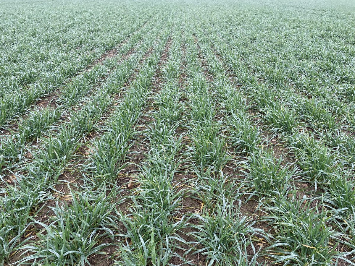 A little crop walking on a gloomy December day. Mauled in Extase, early and later sown Vespa beans and early sown Kingsbarn.