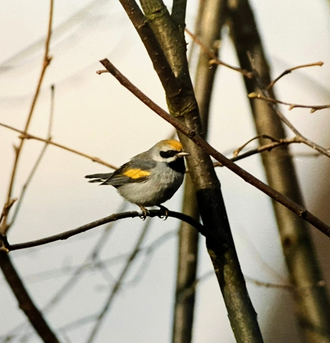 Almost 36 years &amp; maybe a mile apart ~ the New Hythe Yellow Warbler is almost within shouting distance of the monster supermarket sweep of Larkfield in 1989: the Golden-winged Warbler famously &amp; so memorably did the right thing for vast hordes of admirers 😎
(GWW pic D Cottridge)
