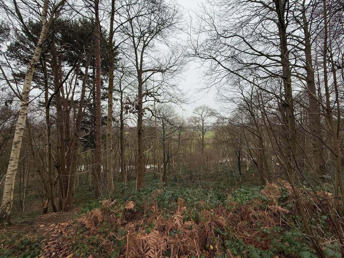 Timothy_Hughes's tweet photo. Esher Commons #eshercommon #esher #eshersurrey #surrey #surreylife #boxingday #boxingday2024 #boxingdaywalk #walk #walks #walking #christmas #christmastime #christmasbreak #xmas #xmas2024 #xmastime #xmasbreak #christmaswalk #christmaswalks https://t.co/fGGgy34msW https://t.co/7DOW2cIORS