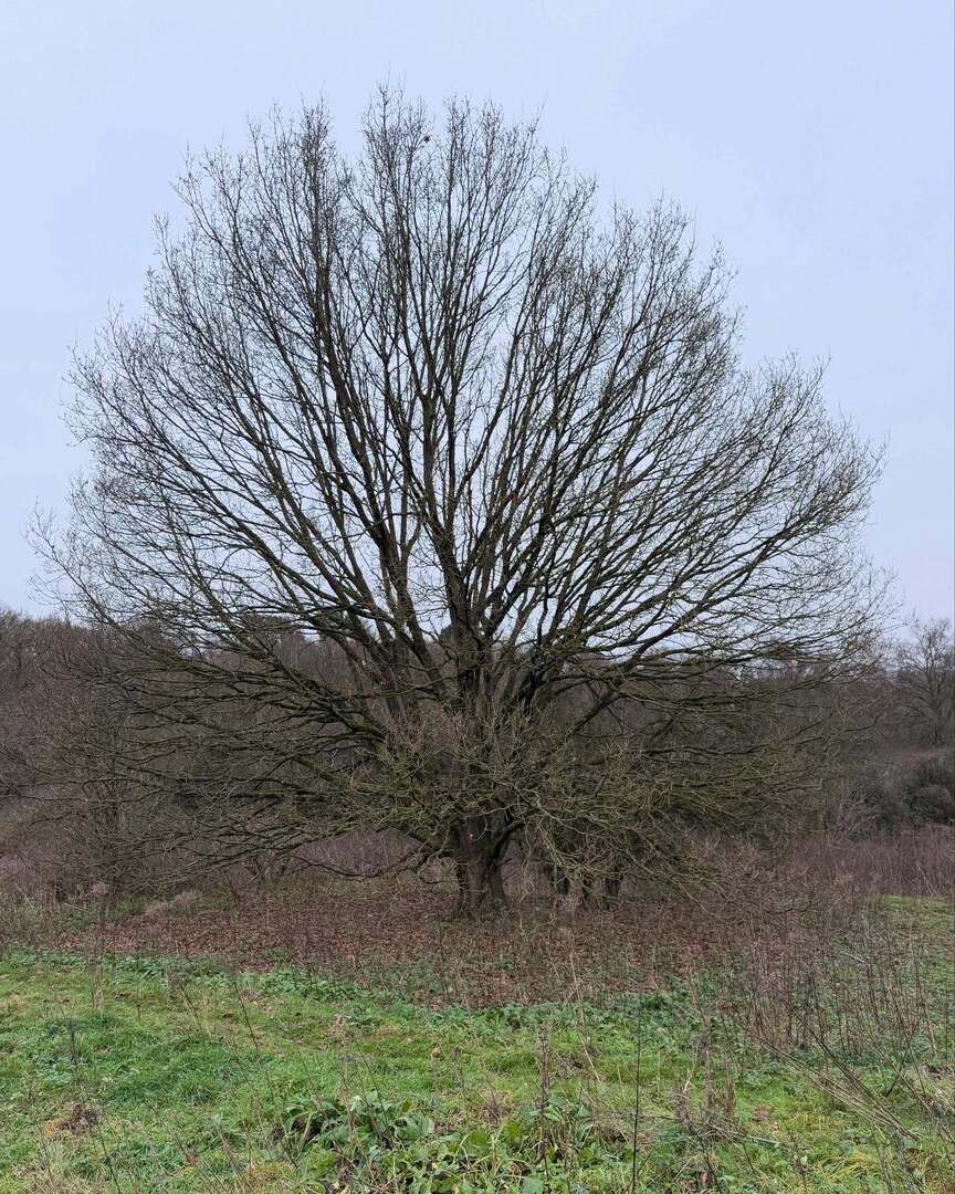 Timothy_Hughes's tweet photo. Esher Commons #eshercommon #esher #eshersurrey #surrey #surreylife #boxingday #boxingday2024 #boxingdaywalk #walk #walks #walking #christmas #christmastime #christmasbreak #xmas #xmas2024 #xmastime #xmasbreak #christmaswalk #christmaswalks https://t.co/EcJKK0yFVS https://t.co/6gU8gA8n98