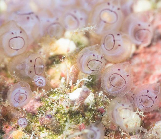 cute little sea squirts ! :O
