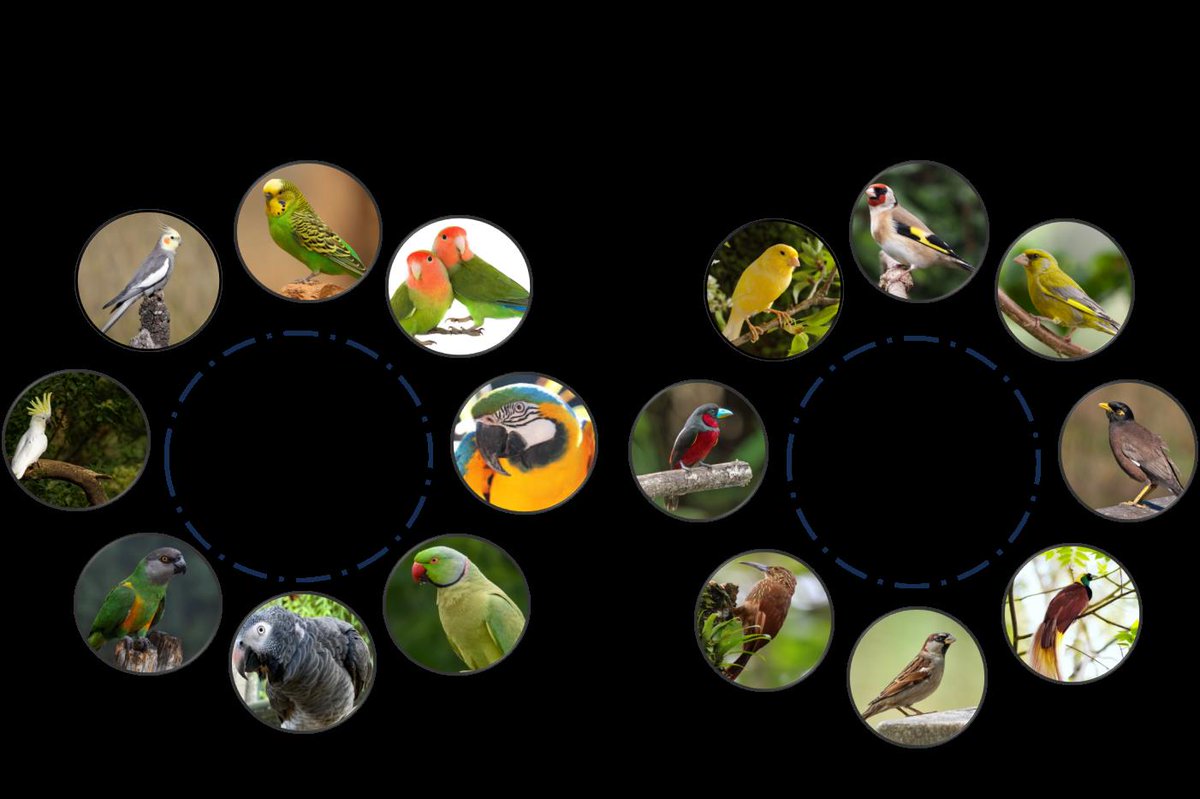 tanvirahman's tweet photo. #MTRRT MTR Research Team
Role of ornamental birds in the transmission of zoonotic pathogen and AMR: A growing public health concern https://t.co/EzFKYVIF5C