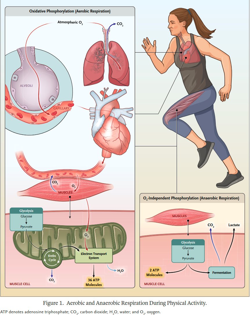 Just published 🔥

Physiological Principles of Exercise

👇👇👇

pubmed.ncbi.nlm.nih.gov/39718425/