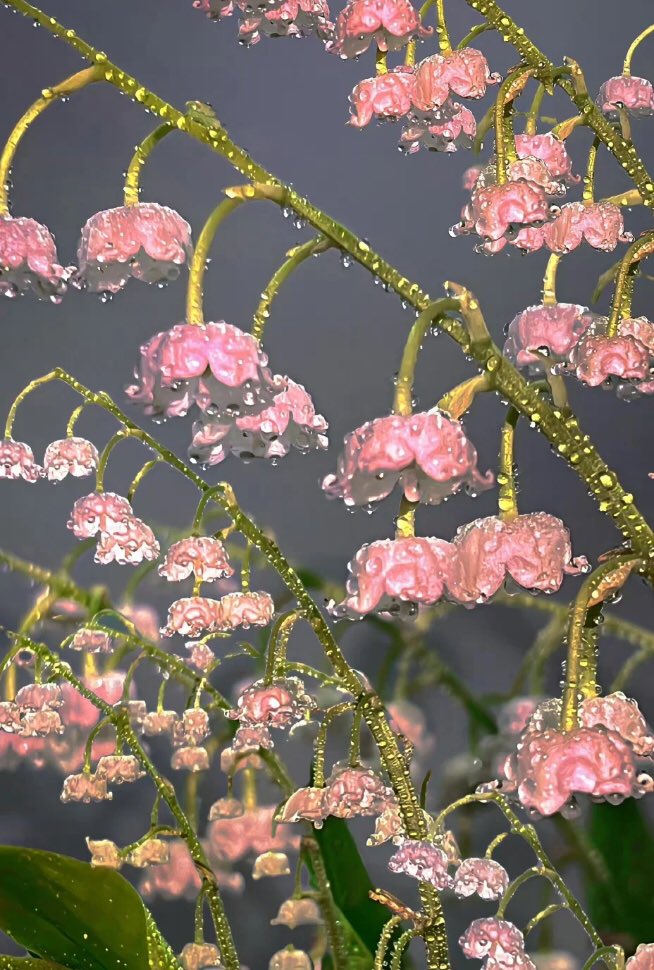 heart_jpg's tweet image. lily of the valley