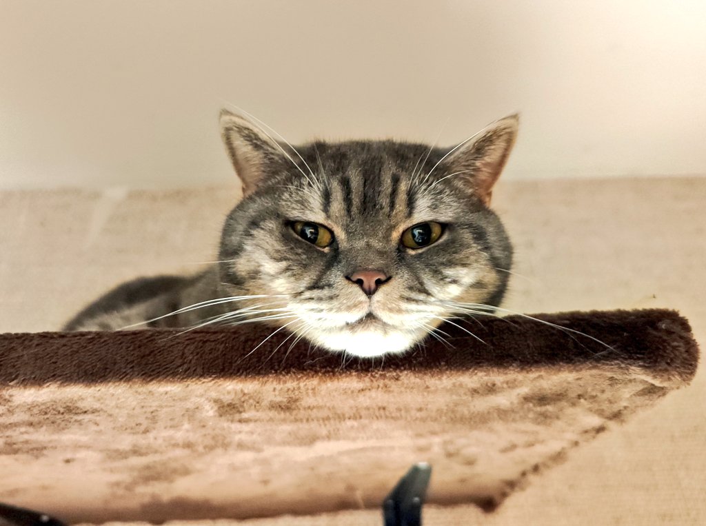 Fúzik The Cat tweet media