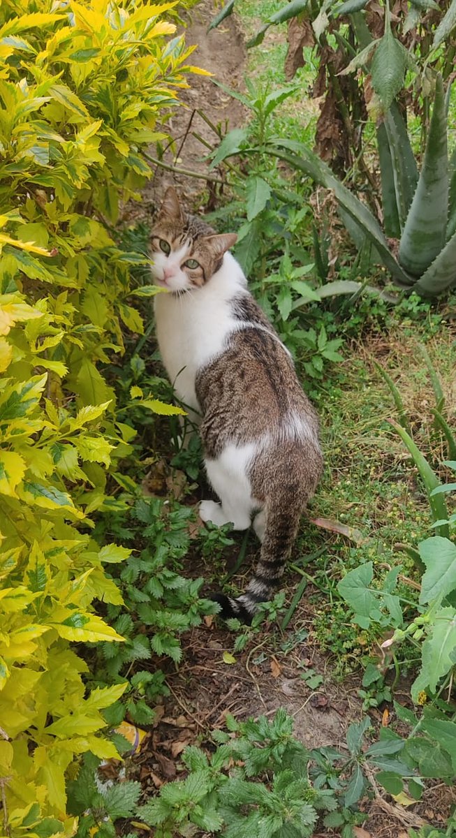 S1c4l1ps1s's tweet photo. ¿Tu gato que hace?
El mío es consentidor y explorador 🍃🥰
#Bruno #Michis #Mininos https://t.co/DH0upqpXi7
