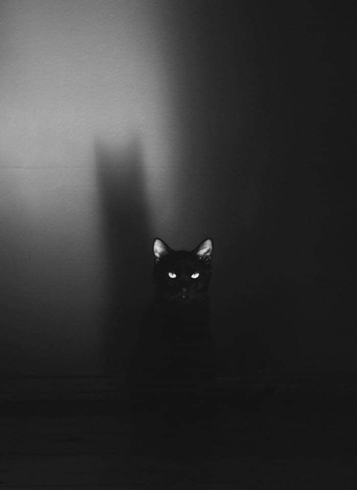 blackscats's tweet photo. https://t.co/R3DeIaLUHy