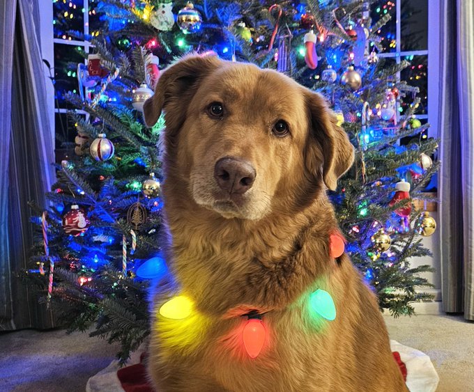 HorseSense25's tweet photo. Welcome to the Final Four of the Minions Christmas Card Tournament.

Vote for your favorite to advance to the Championship Round.

Hugo (left) or Cassie (right) https://t.co/5Pl4FxrIOz