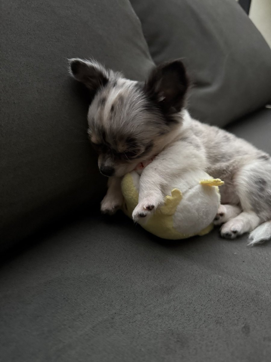 samyriveratv's tweet photo. mi mamá le regaló ese peluche de navidad y no lo suelta jajajajaj https://t.co/dCIQGmzf1a