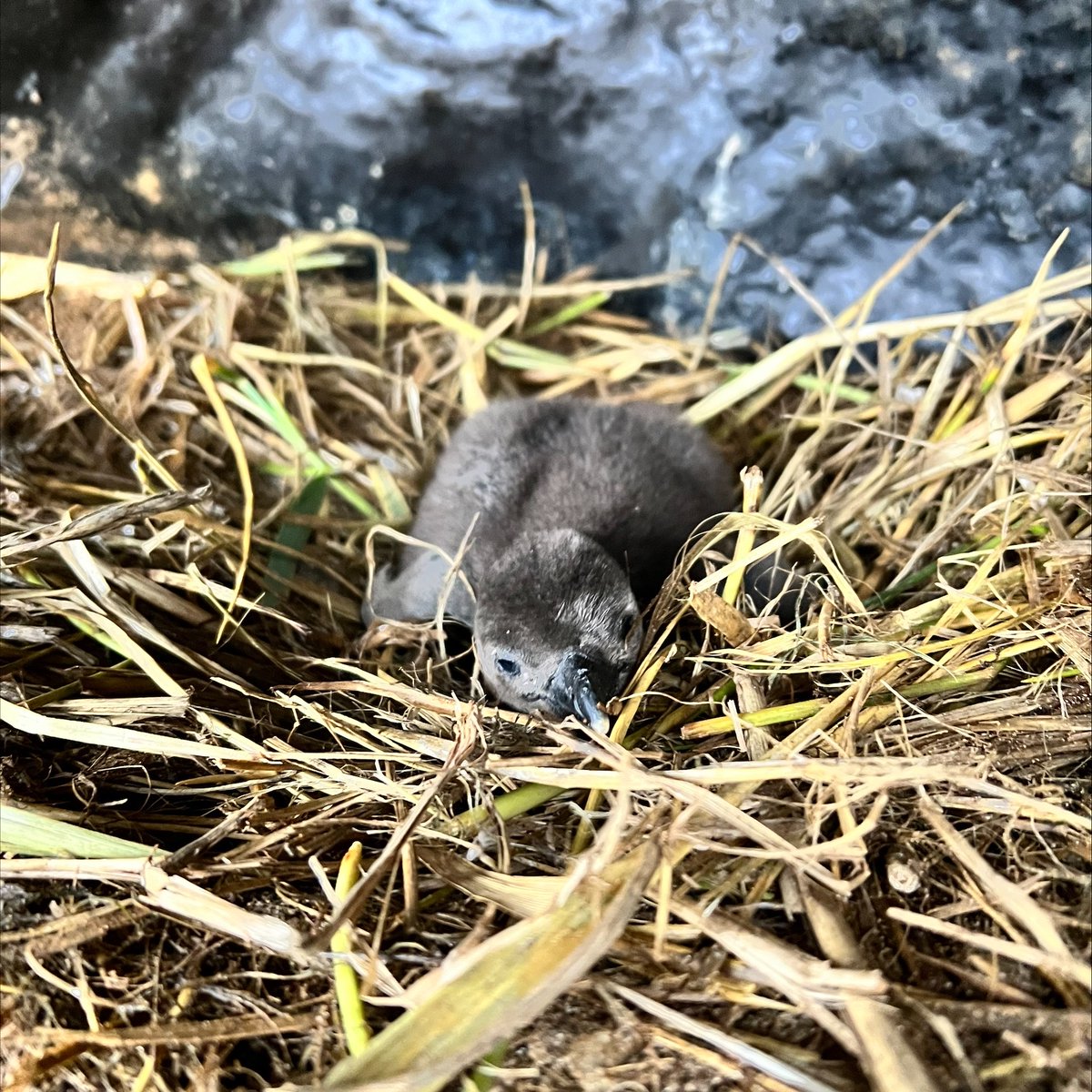 Boxing Day mood! 😴

We hope everyone is having a relaxing day! 😊

#BanhamZoo #ZooLife #BoxingDay